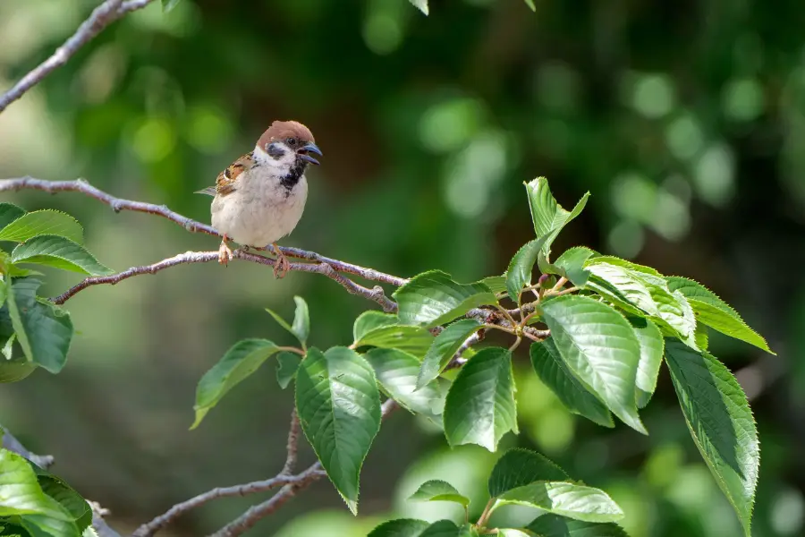 Panasonic Lumix S 70-300mm f/4.5-5.6 : Téléobjectif_01